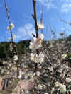 春梅綻放，溜溜梅為你準(zhǔn)備的“梅”好享受醞釀中