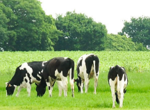 圣元奶粉對(duì)比飛鶴奶粉，哪個(gè)更好？買奶粉還是得了解這些方面