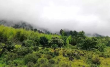 論閩南烏龍“鐵觀音”，八馬茶業(yè)品質(zhì)獨(dú)樹(shù)一幟