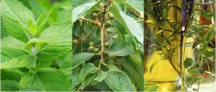 泰國(guó)卡瓦庫(kù)德青草膏，勁涼醒神驅(qū)蚊止癢，蚊子再也不敢靠近