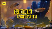 閑魚9年，與用戶共同搭建一個新鮮好逛的多面生活場