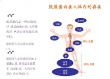 美白神器今夏讓你白兩度，你用過(guò)嗎？  --溫德麗煙酰胺彈性蛋白肽果味飲品